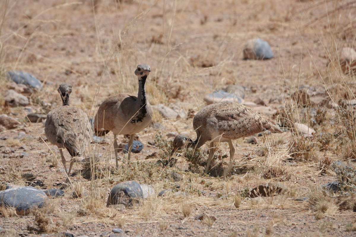 Rüppell's Bustard - ML645763072