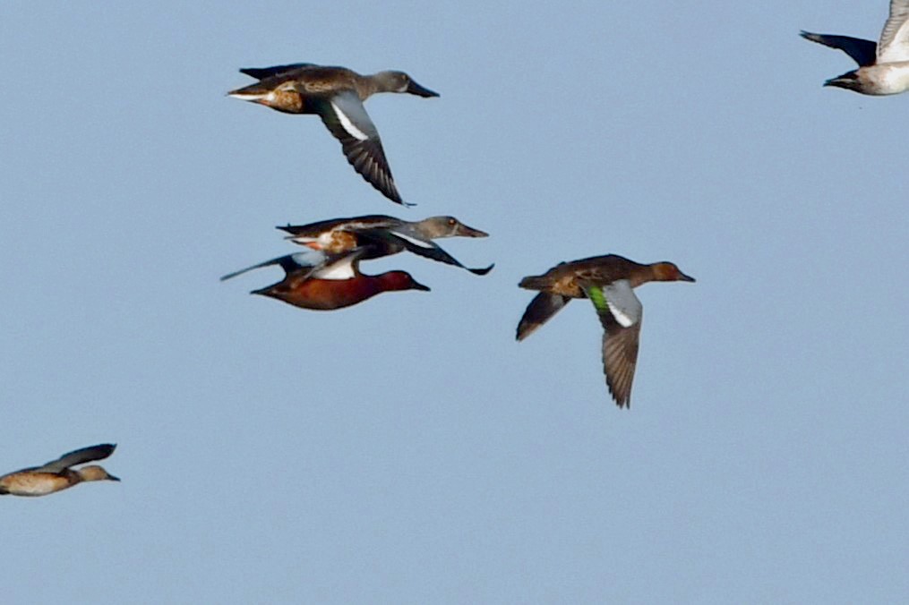 Cinnamon Teal - ML645763076