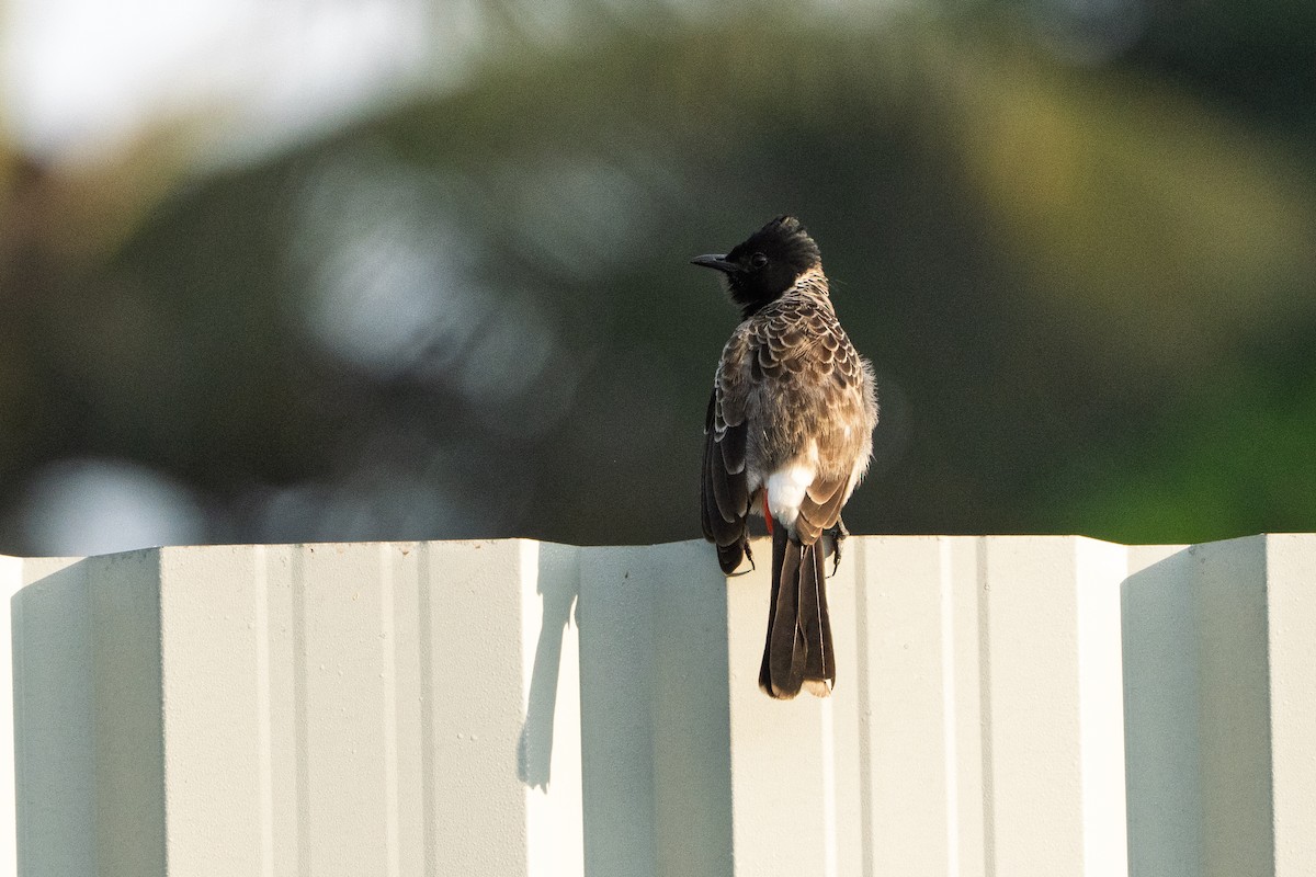 Red-vented Bulbul - ML645763077