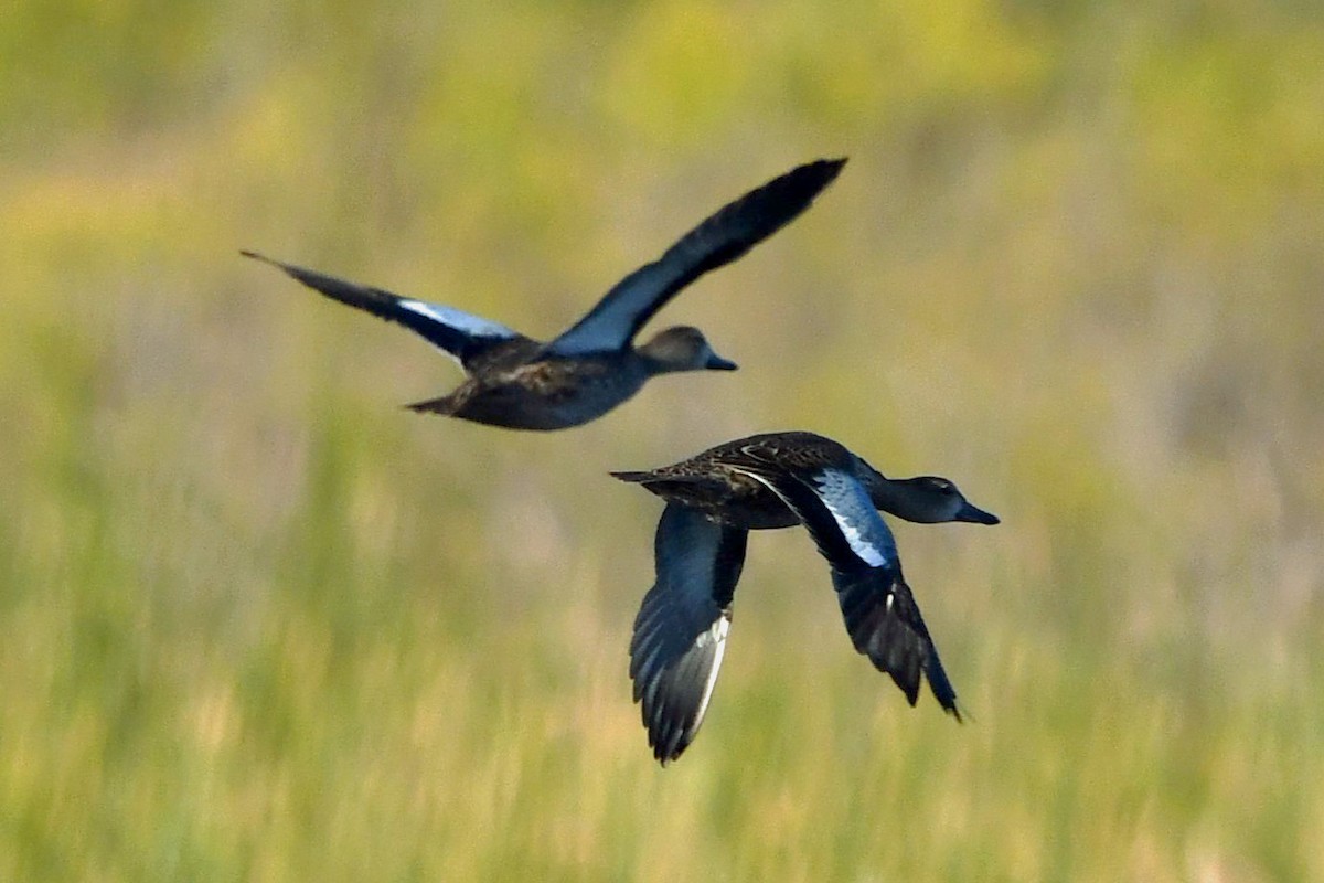 Blue-winged Teal - ML645763084