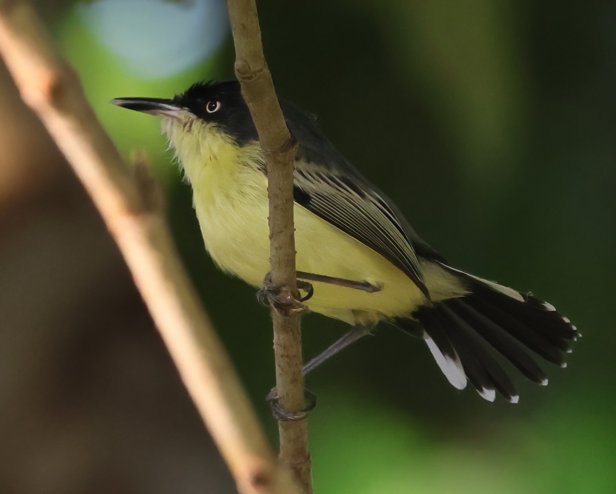 Common Tody-Flycatcher - ML645763087