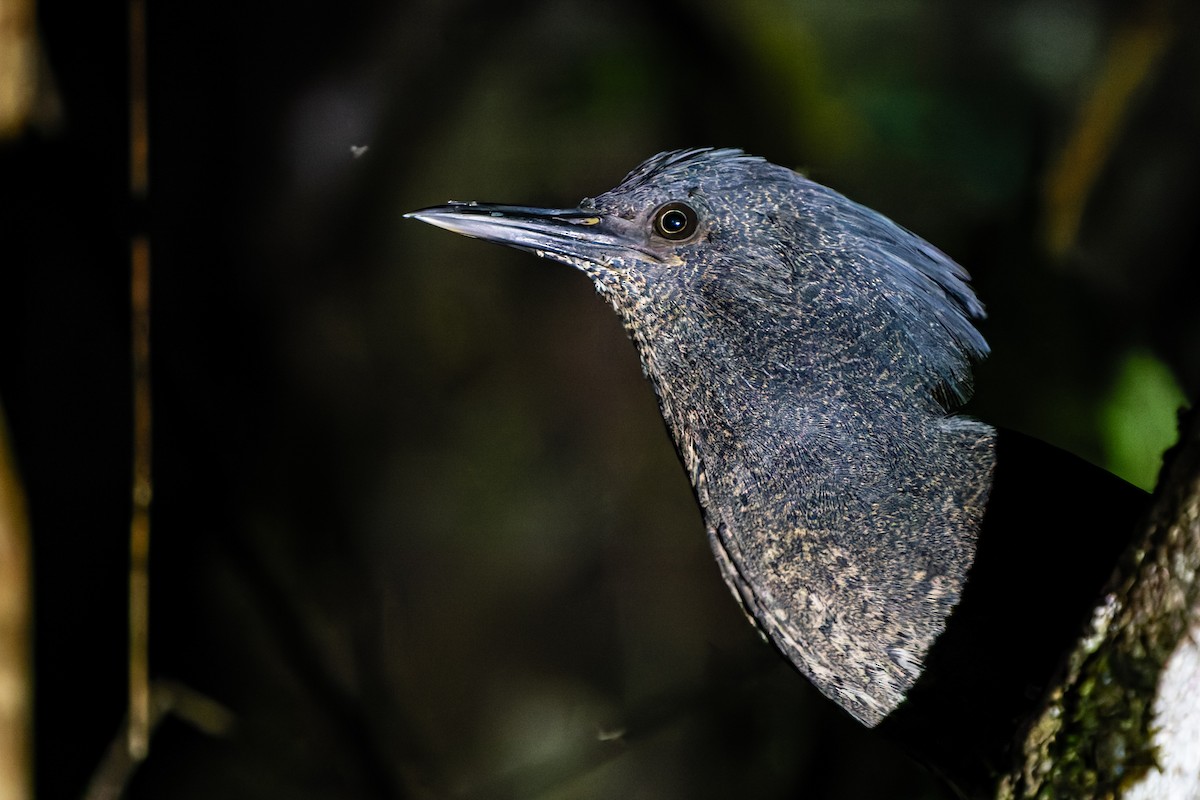 Zigzag Heron - ML645763089