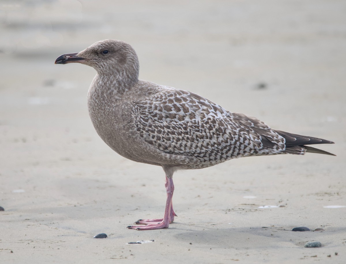 American Herring Gull - ML645763090