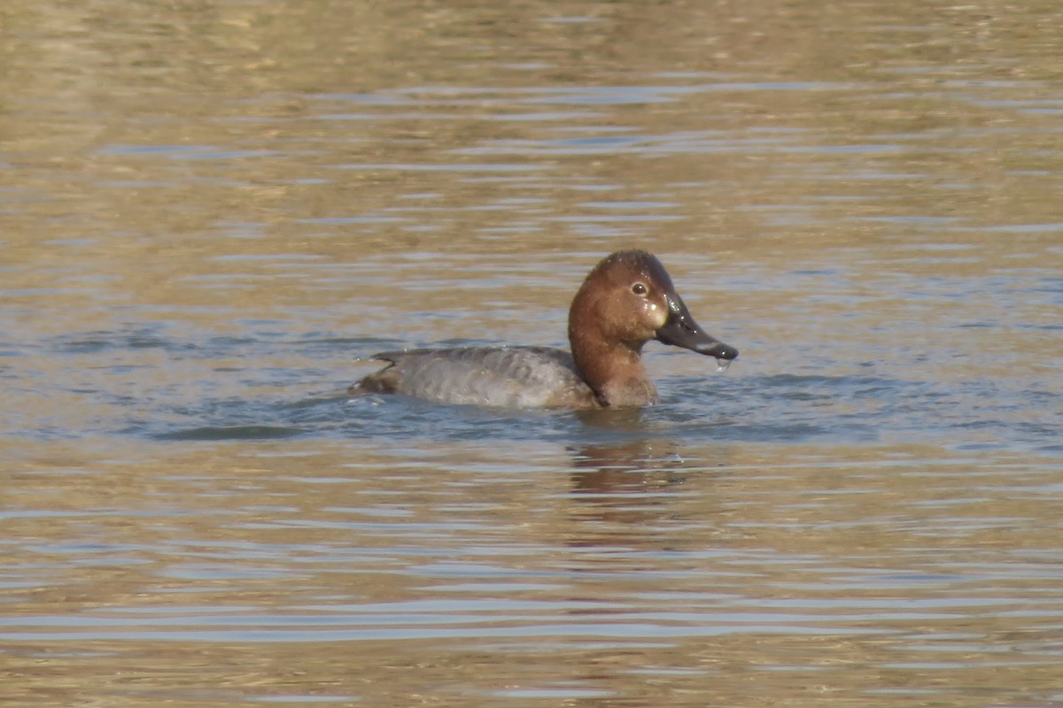 taffeland - ML645763092