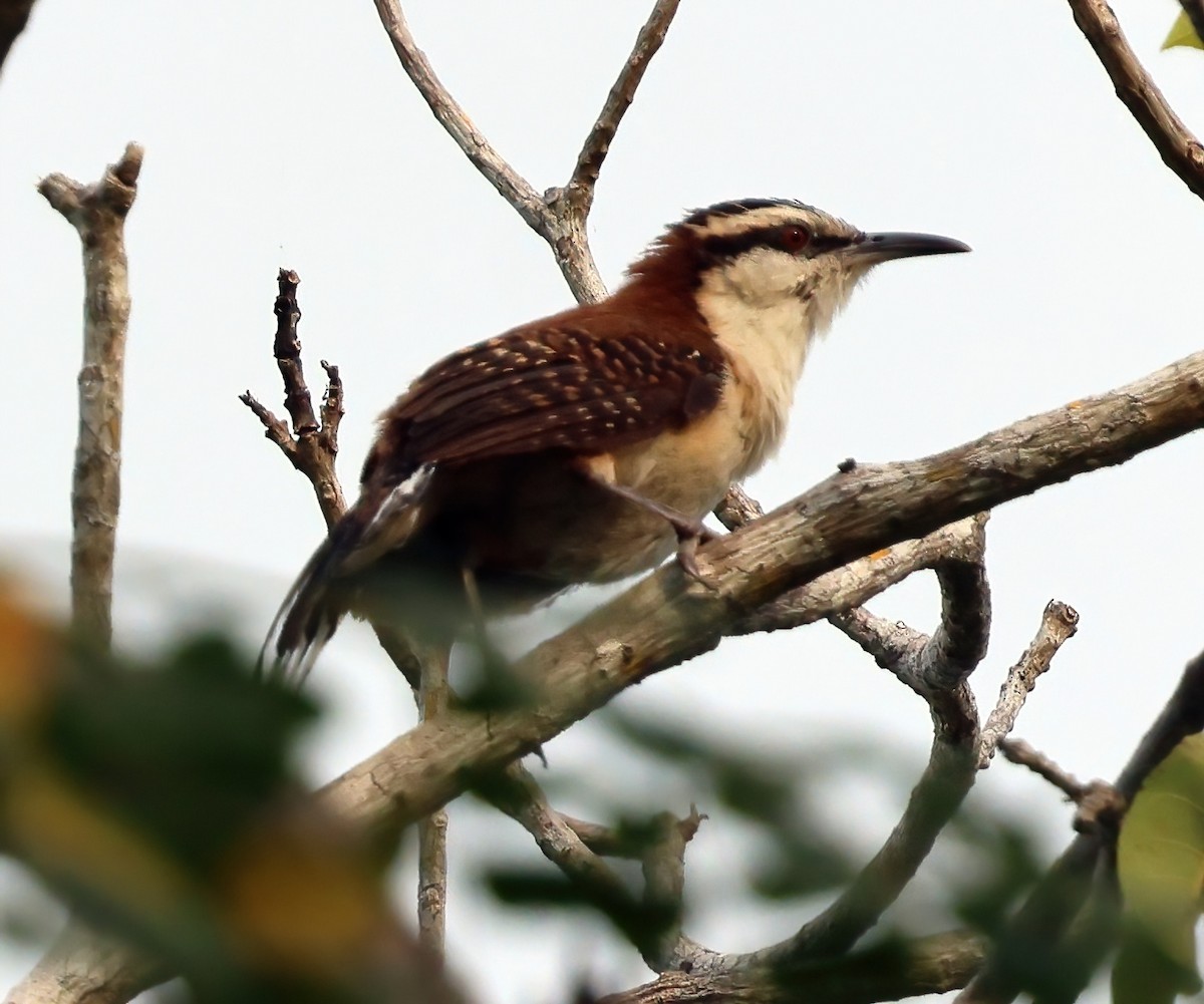 Rufous-backed Wren - ML645763094