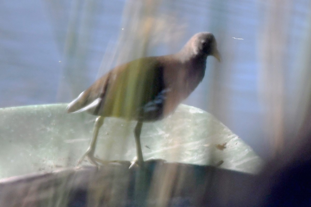 סופית אמריקנית - ML645763095