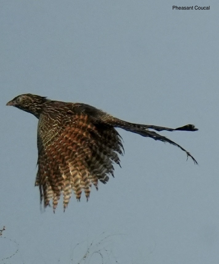 kukačka bažantí - ML645763104