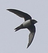 シロハラアマツバメ - ML645763105