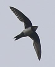 シロハラアマツバメ - ML645763106