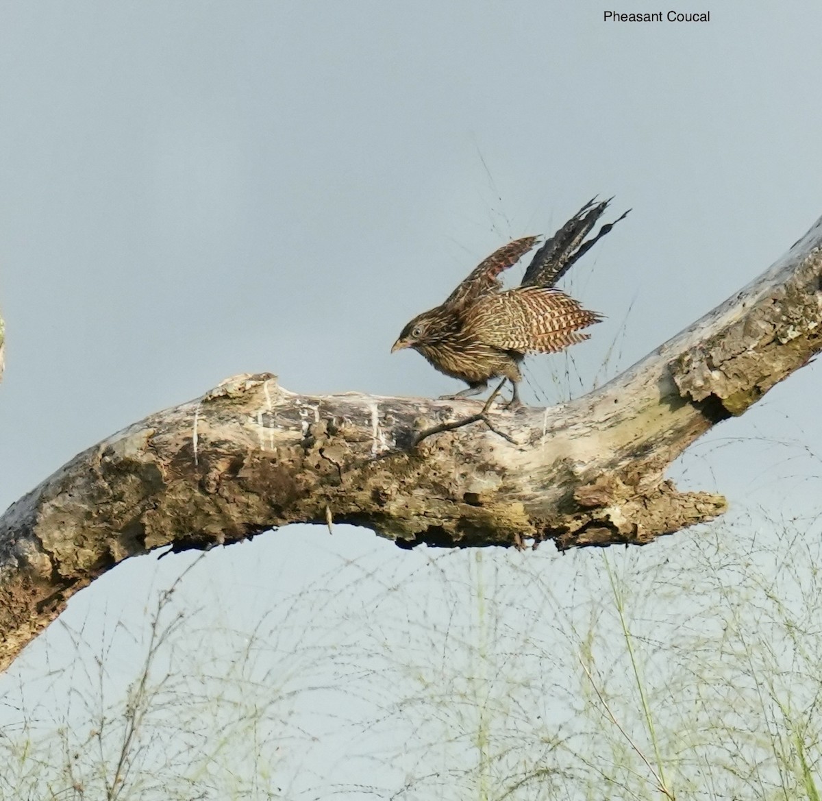 kukačka bažantí - ML645763108