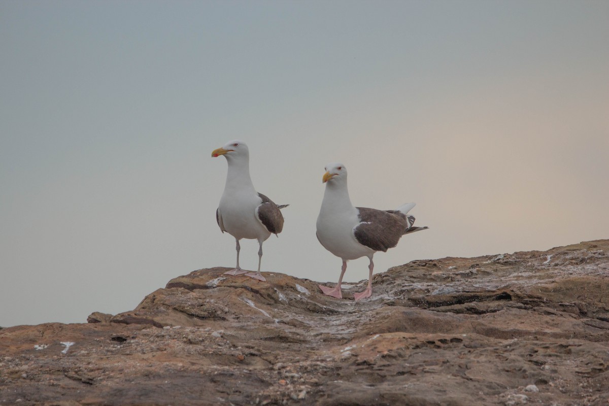 Gavión Atlántico - ML645763110