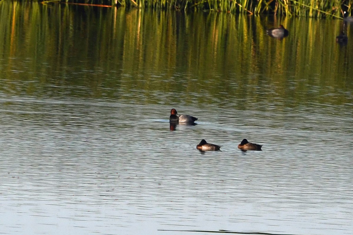 Redhead - ML645763117
