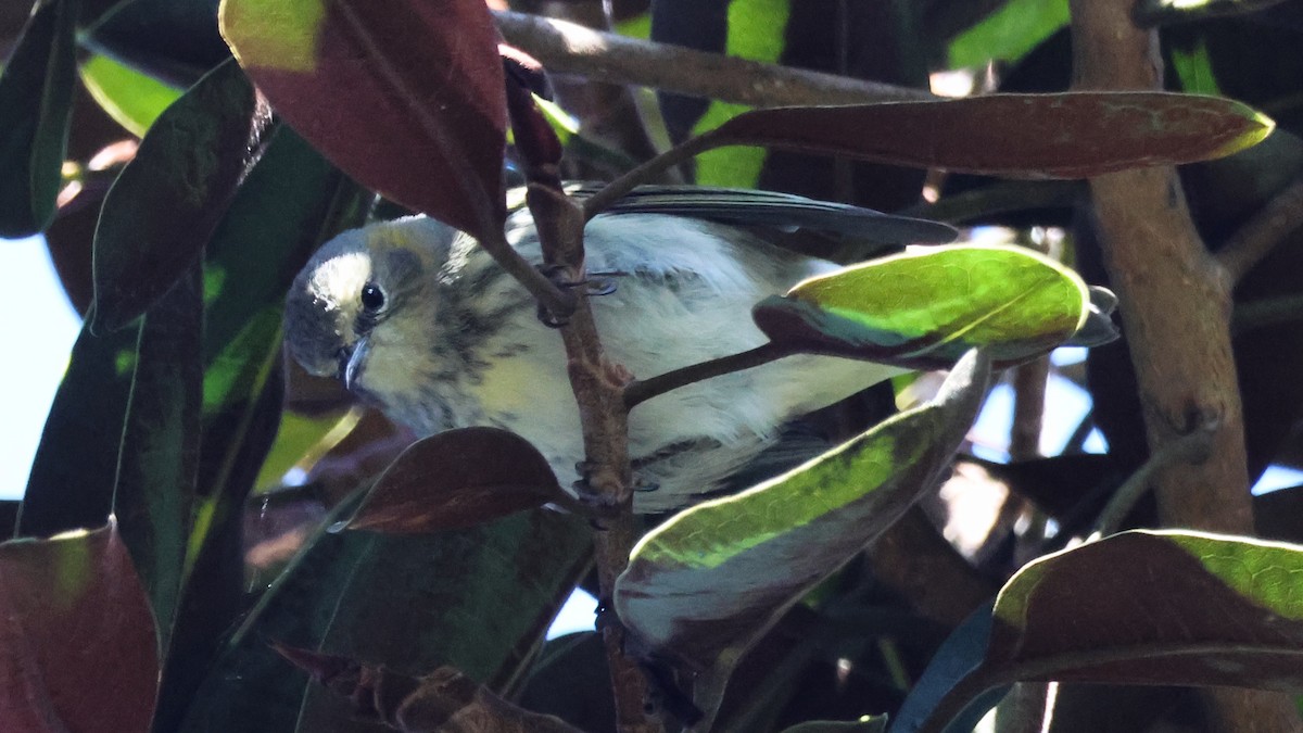 Cape May Warbler - ML645763118