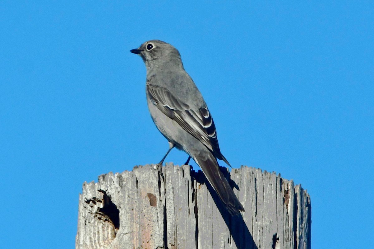 Townsend's Solitaire - ML645763123