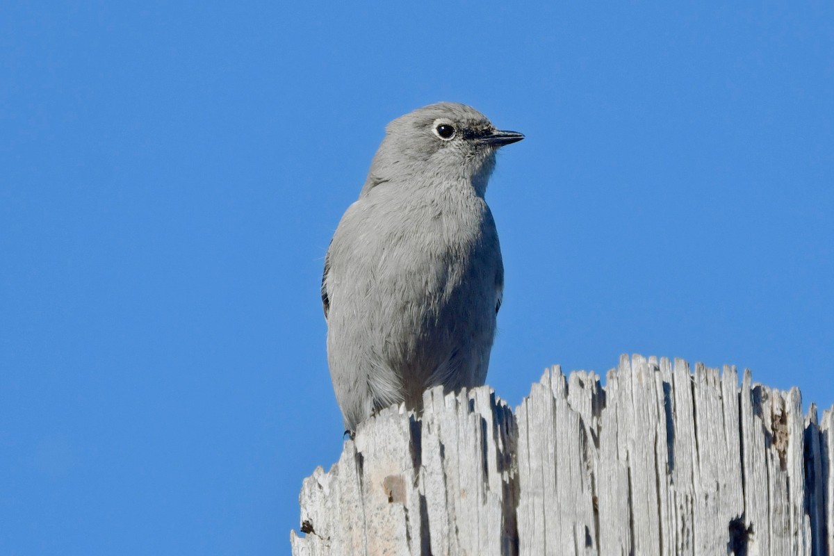 Townsend's Solitaire - ML645763124