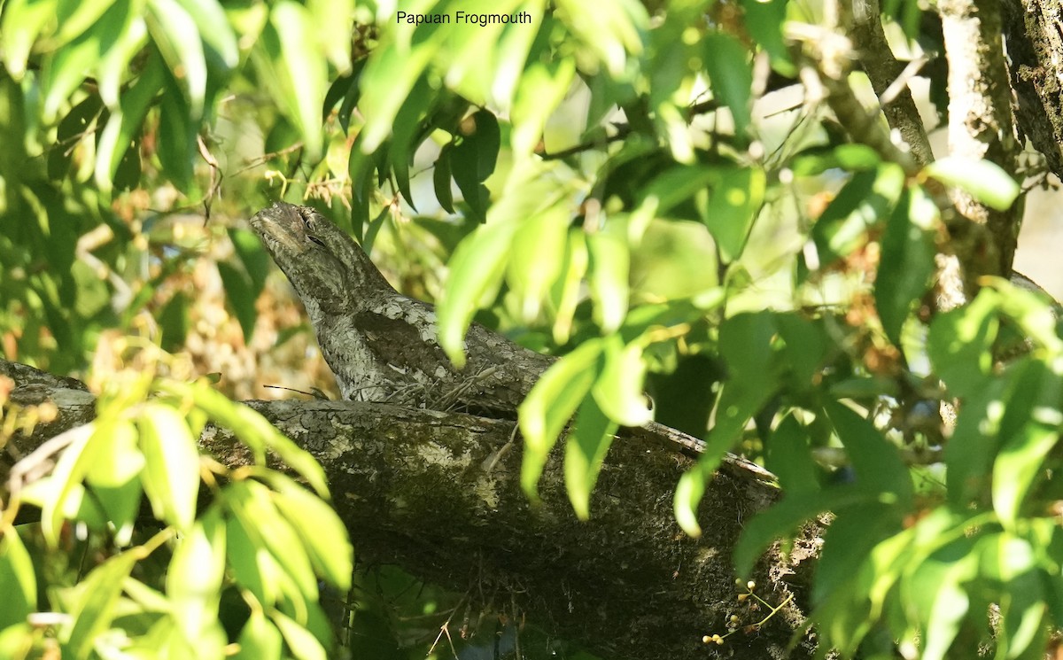 lelkoun papuánský - ML645763125