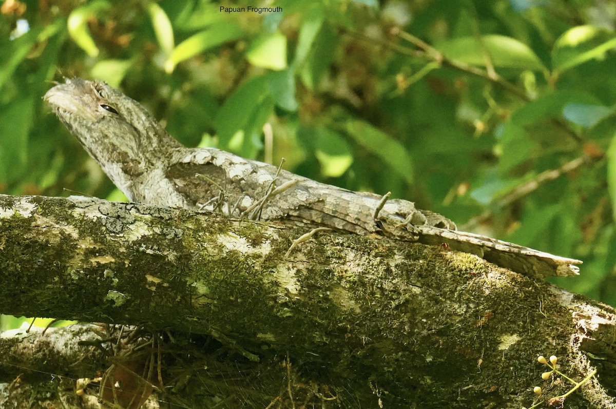 lelkoun papuánský - ML645763128