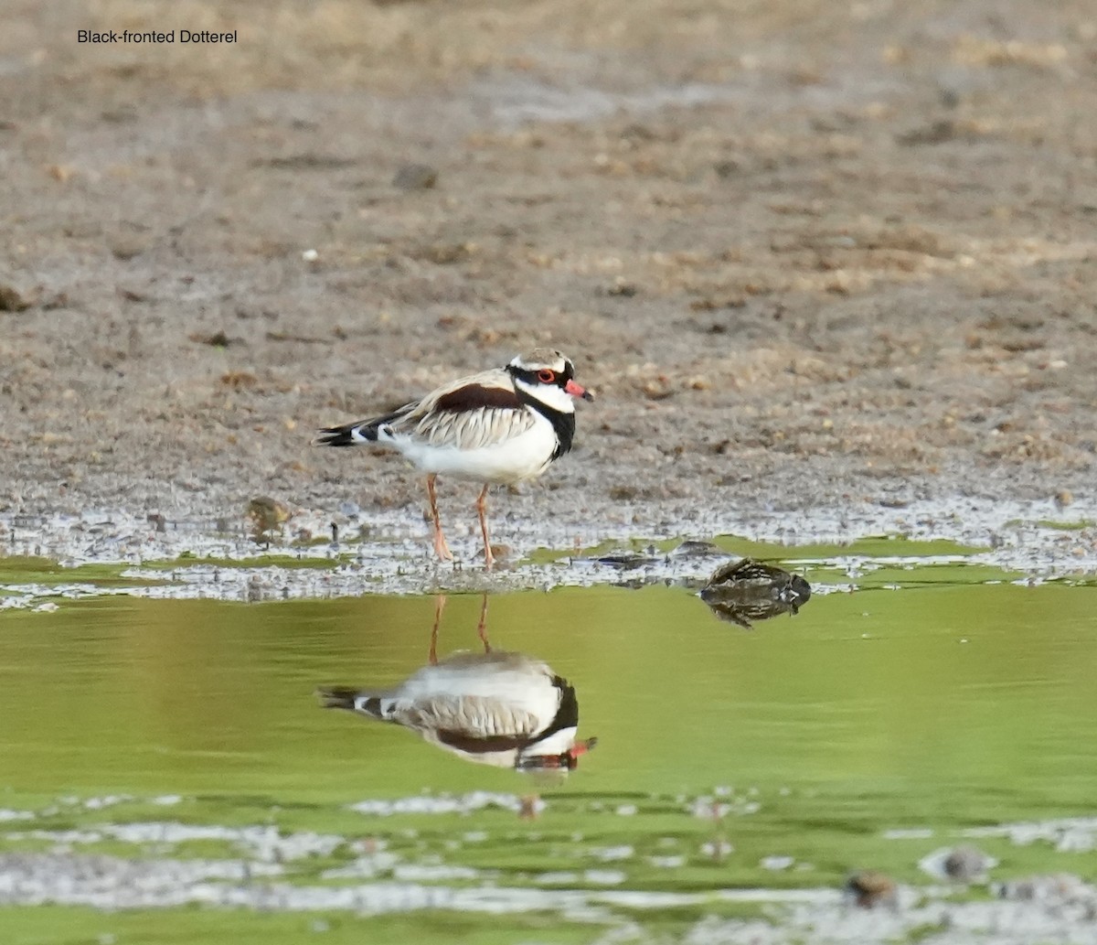 kulík černočelý - ML645763142