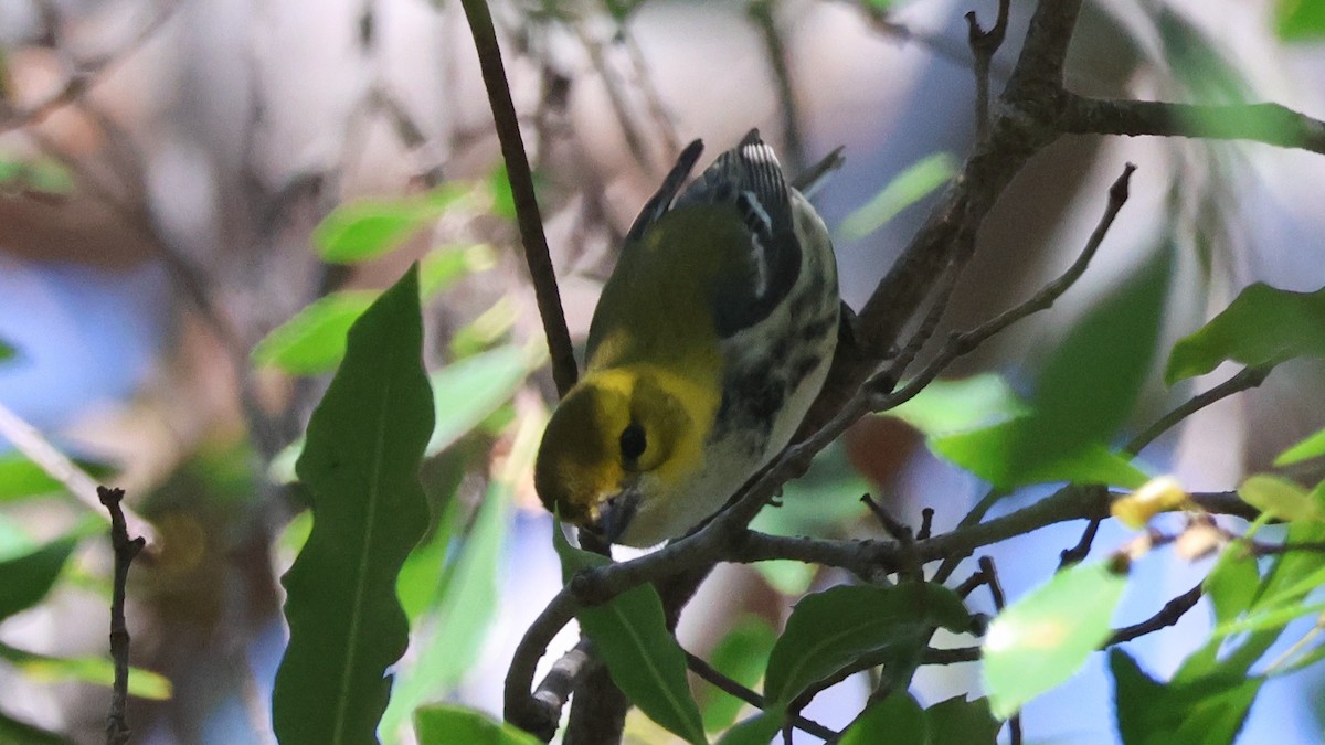 Black-throated Green Warbler - ML645763144