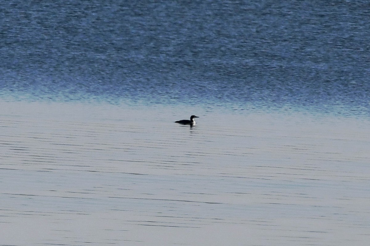 Common Loon - ML645763148