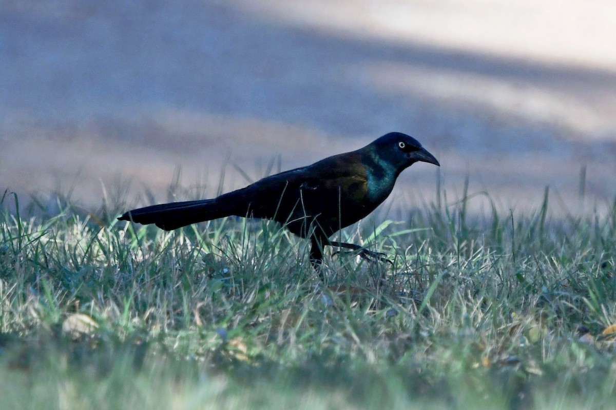 Common Grackle - ML645763155