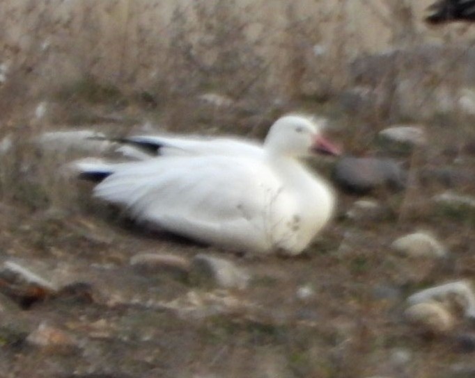 Snow Goose - ML645763156