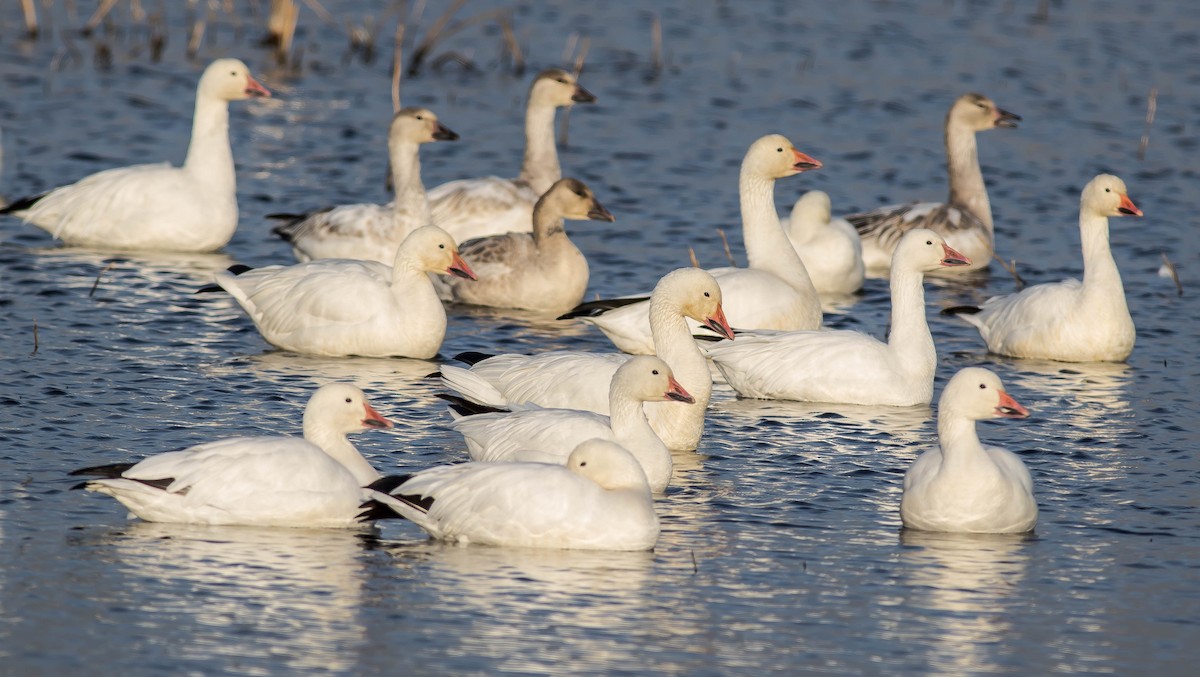 Snow Goose - ML645763157
