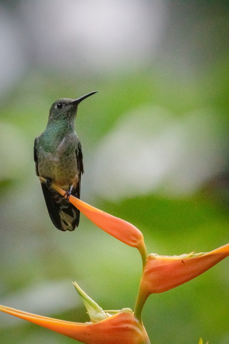 Чешуйчатогрудый саблекрыл - ML645763162