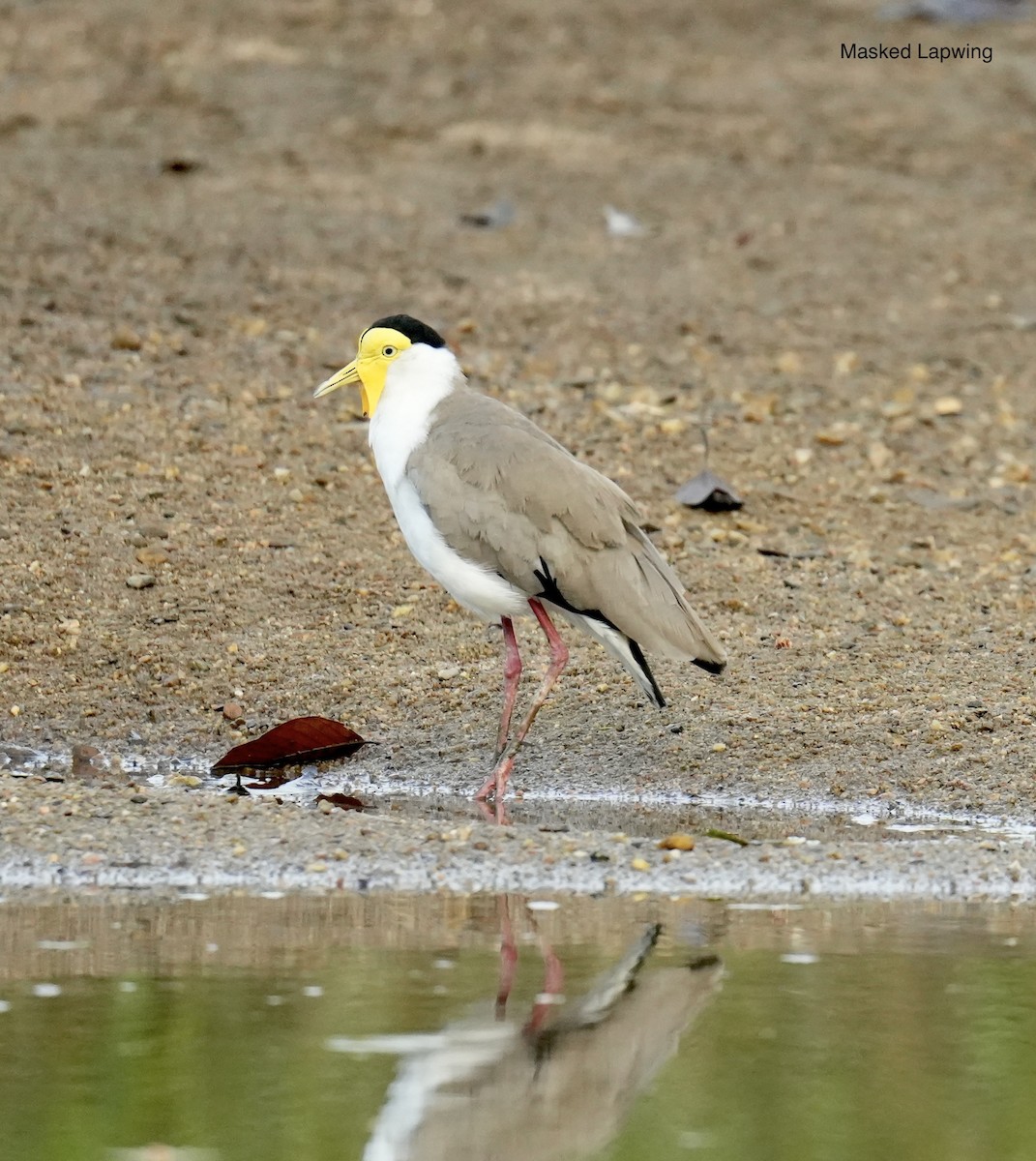 čejka australská - ML645763163