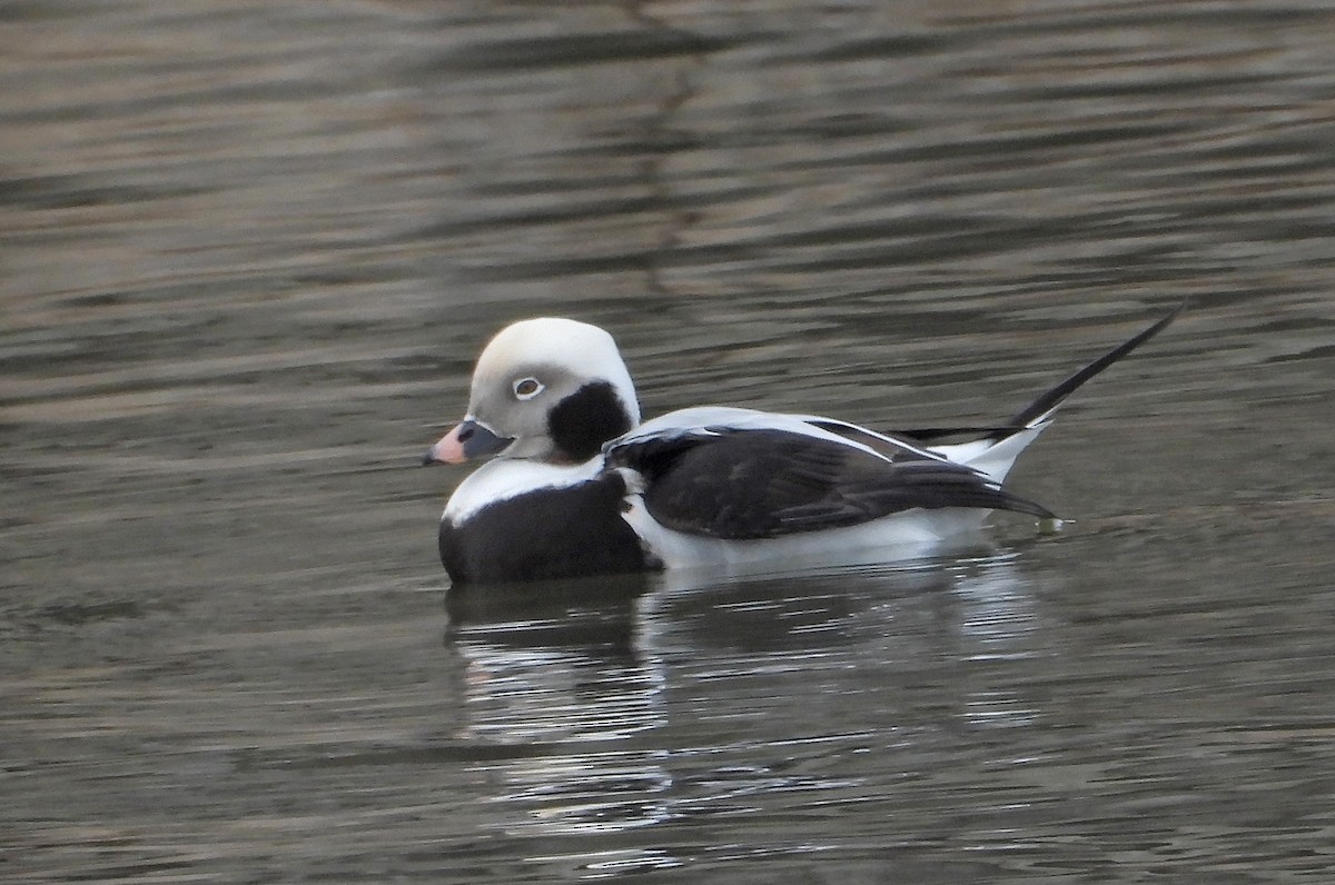 Мөнгөлөг шунгаахай - ML645763164