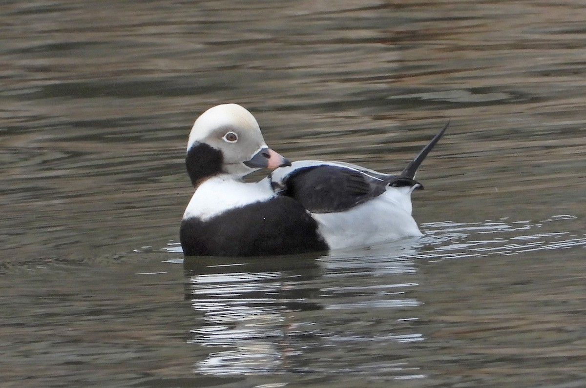 Мөнгөлөг шунгаахай - ML645763165