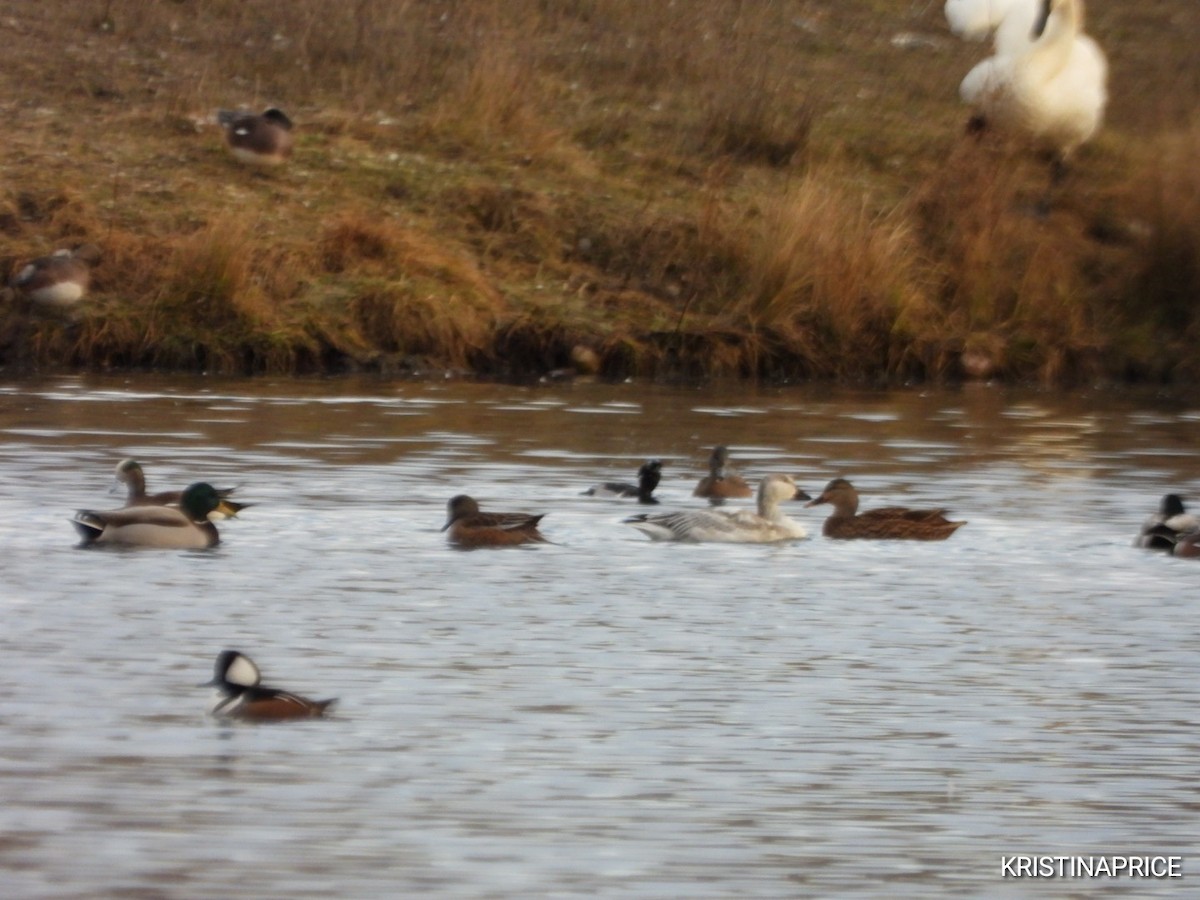 Snow Goose - ML645763166