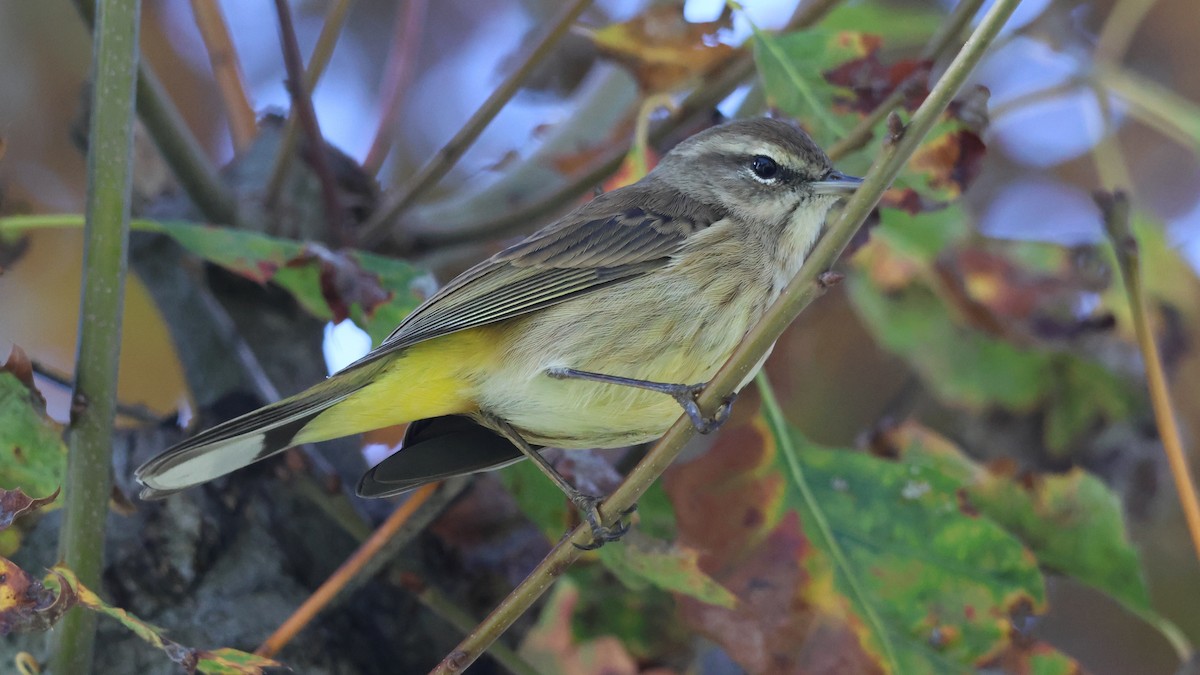 Palm Warbler - ML645763167