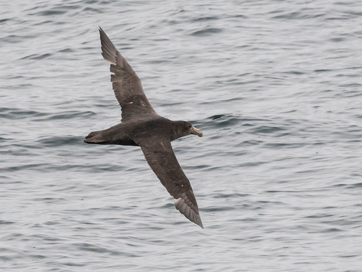 Southern Giant-Petrel - ML645763172