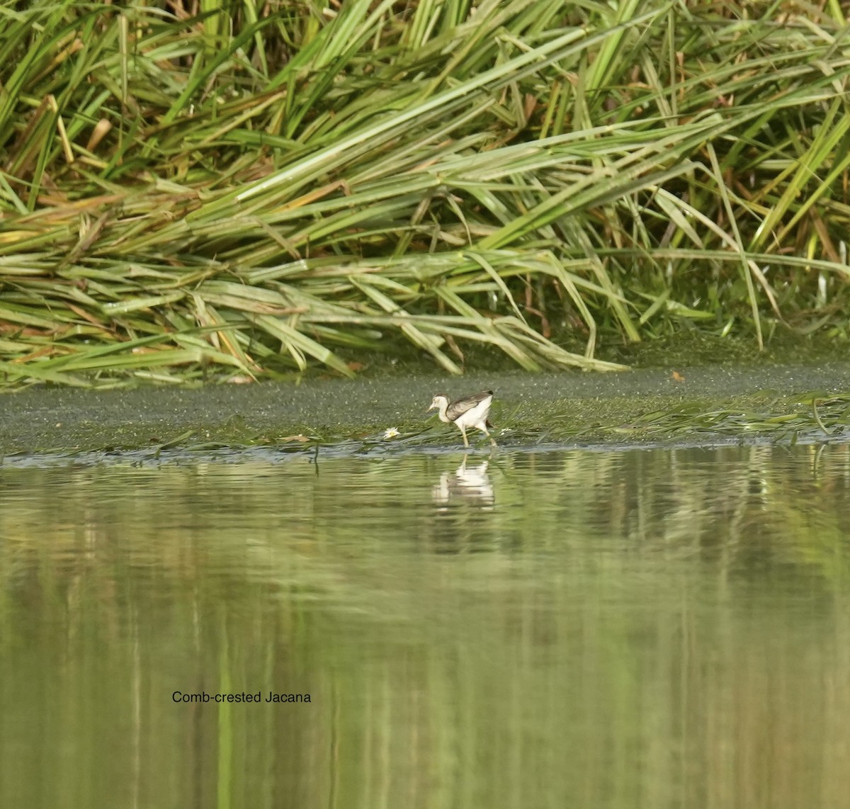 ostnák lotosový - ML645763174