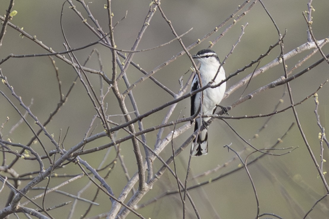 White-shouldered Triller - ML645763181