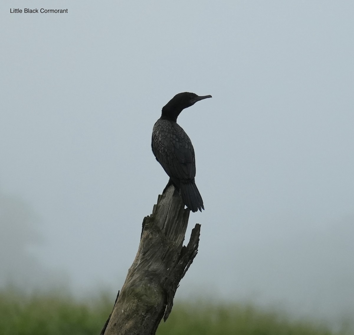 kormorán australský - ML645763182