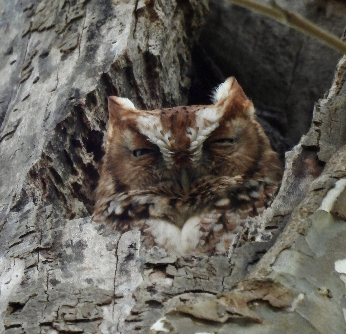 Petit-duc maculé - ML645763187