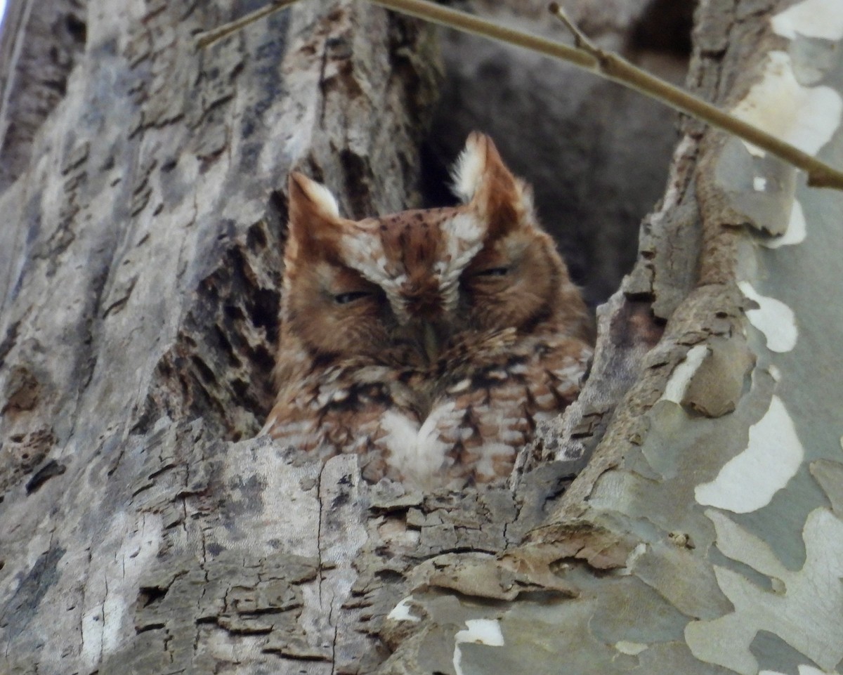 Doğulu Puhucuk - ML645763192