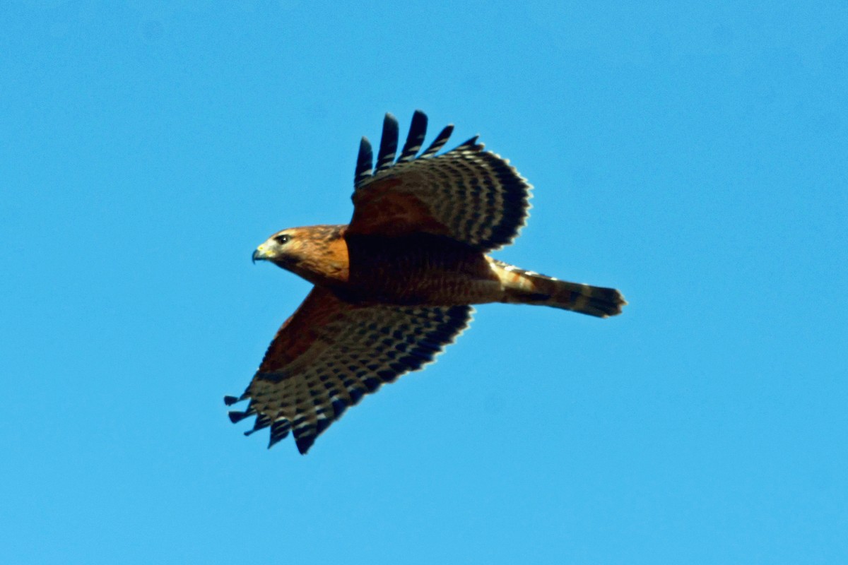 Red-shouldered Hawk - ML645763195