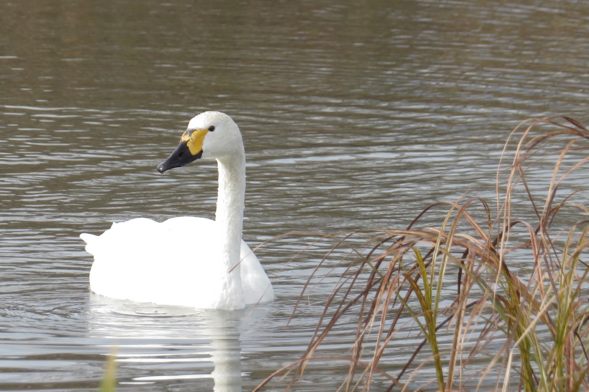 dvergsvane (bewickii) - ML645763198