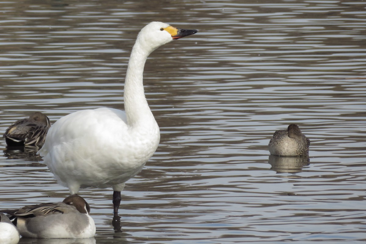 dvergsvane (bewickii) - ML645763199