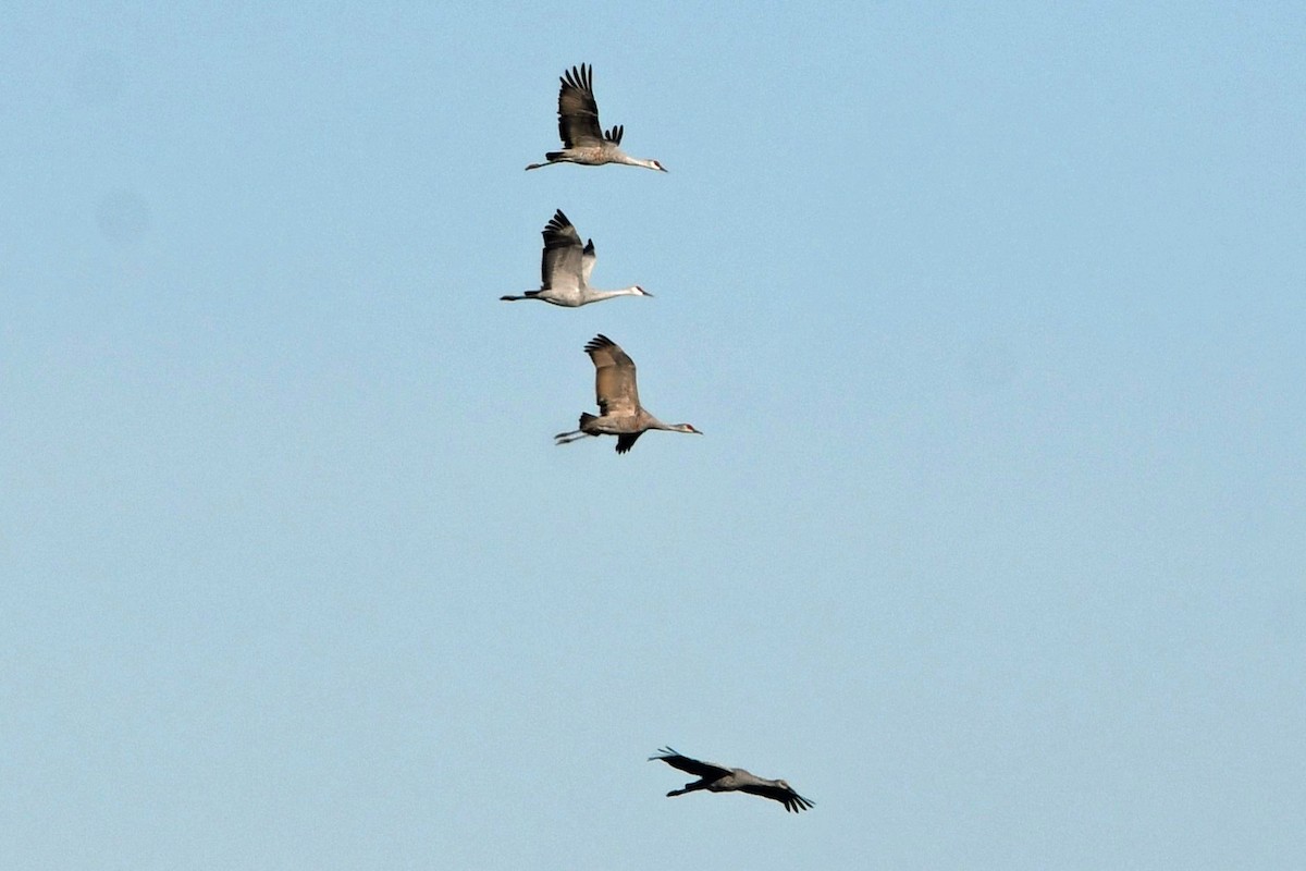 沙丘鶴 - ML645763203