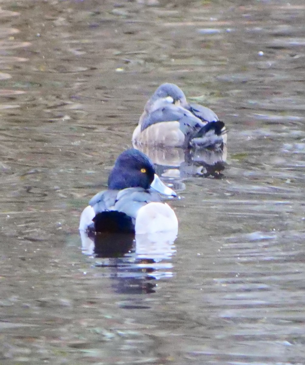 Ring-necked Duck - ML645763204