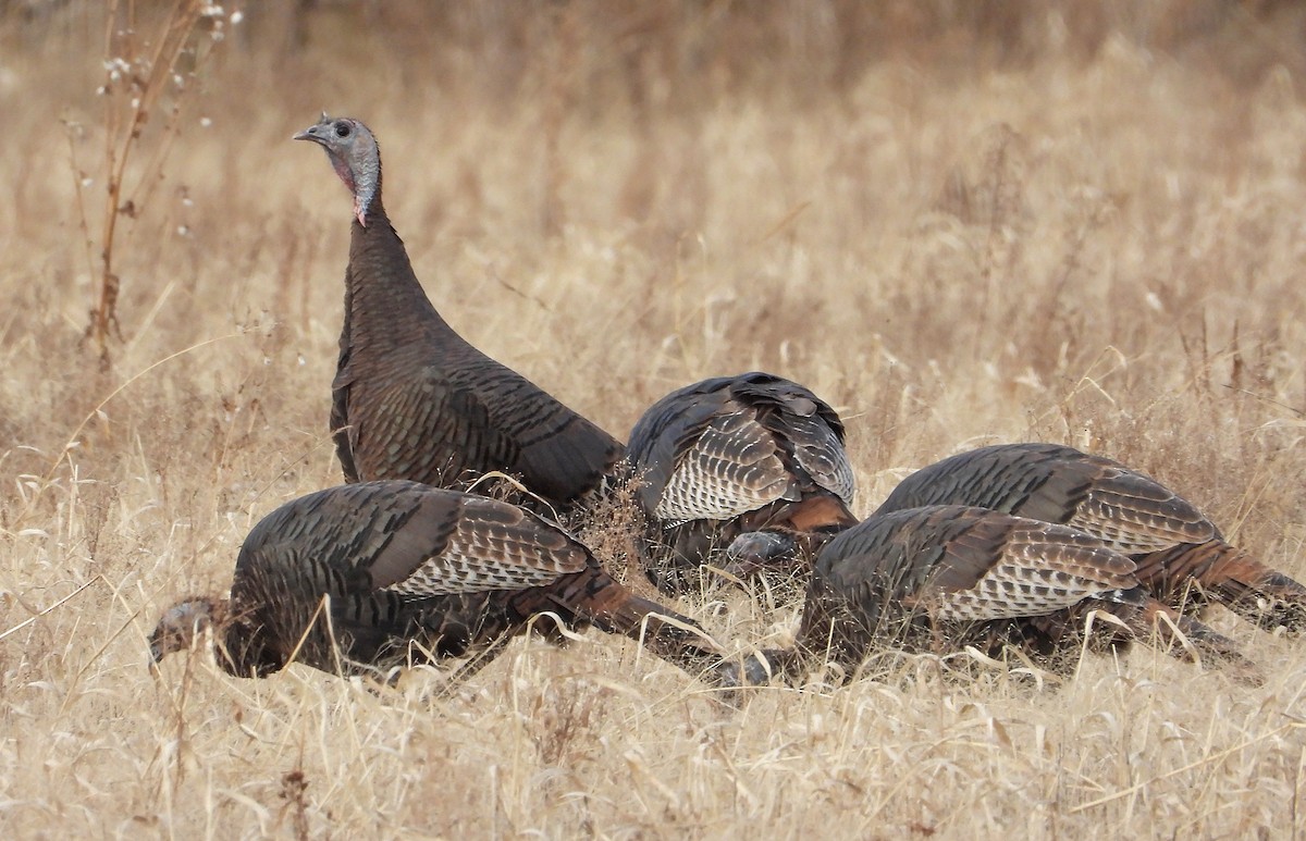 Wild Turkey - ML645763209