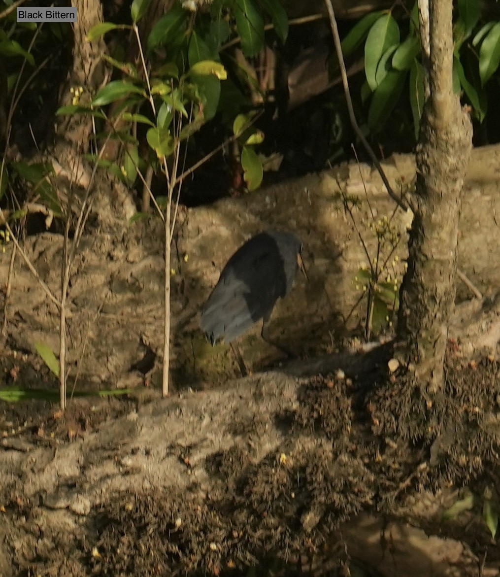 bukáček žlutokrký - ML645763210