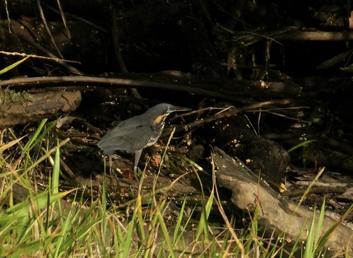 bukáček žlutokrký - ML645763214