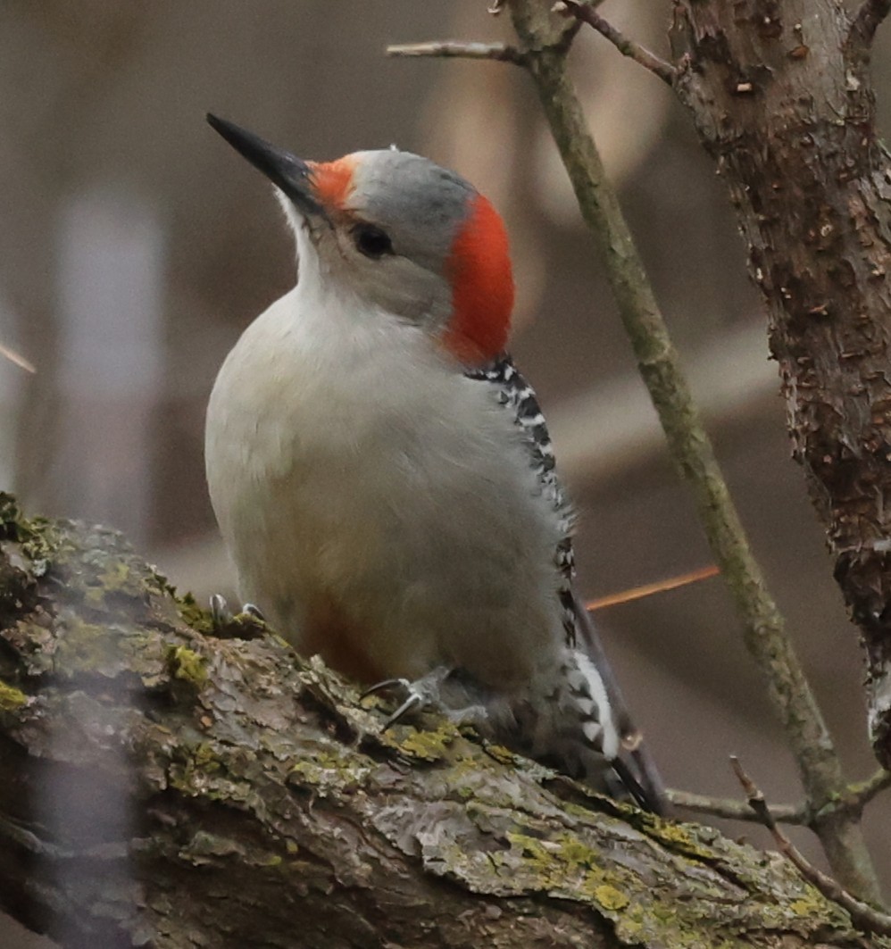 Carpintero de Carolina - ML645763215