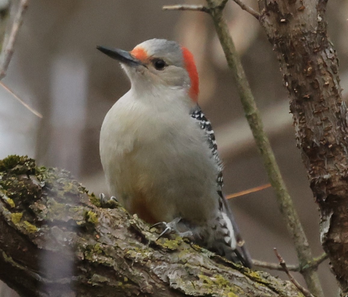 Carpintero de Carolina - ML645763216