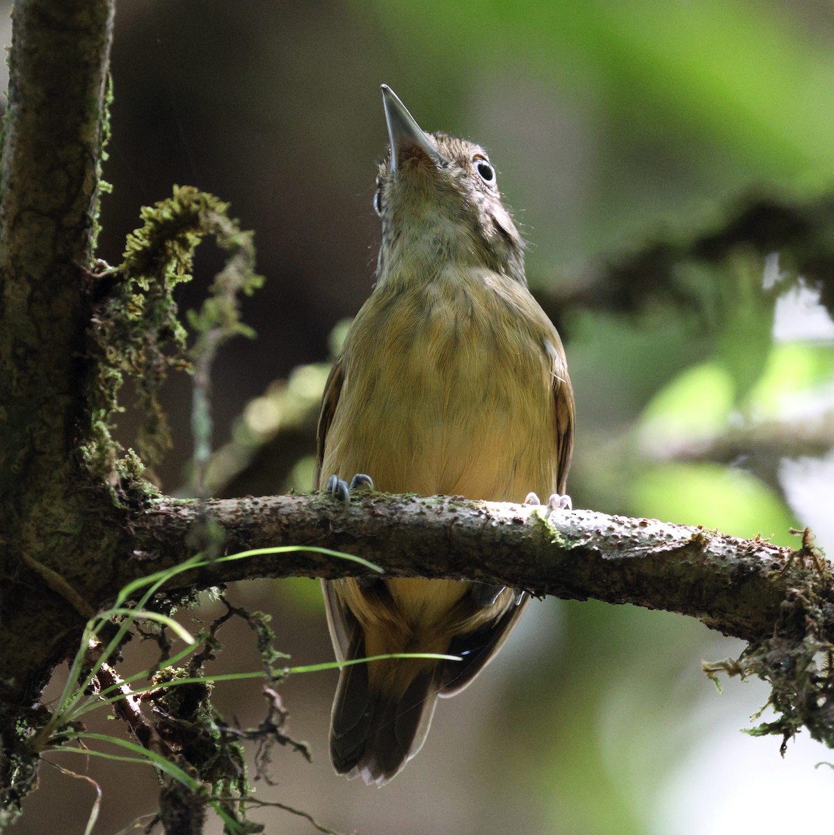 Spot-crowned Antvireo - ML645763217